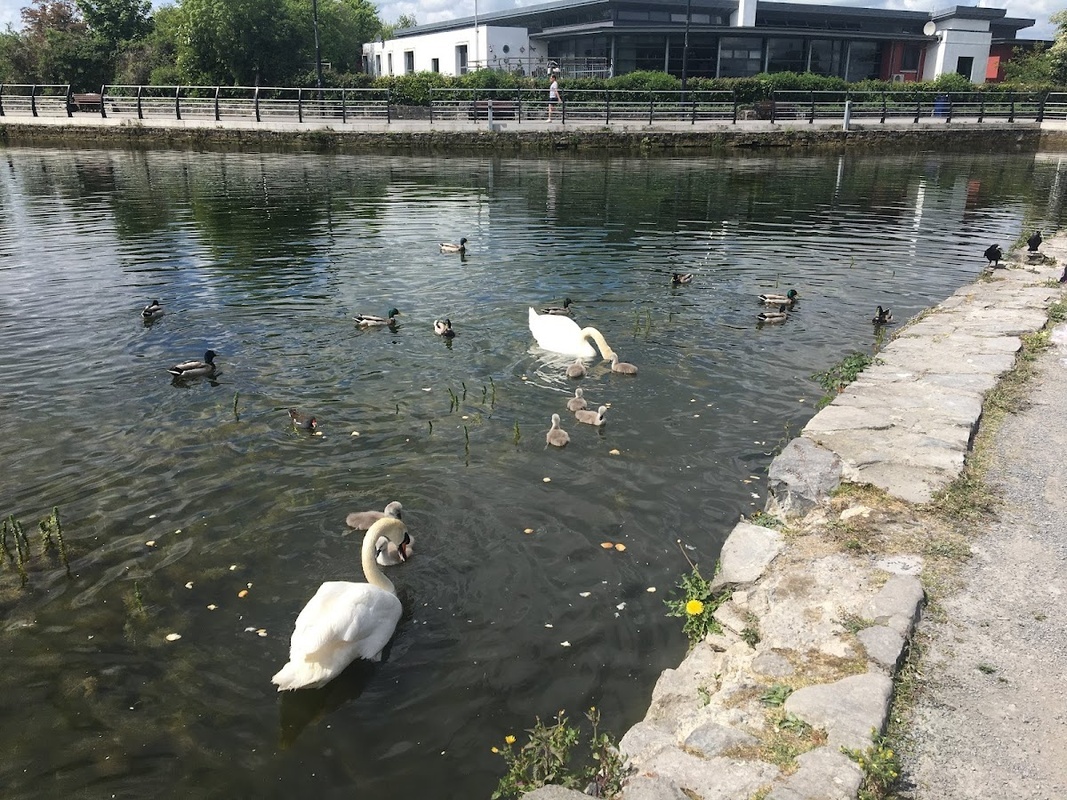 Maynooth Community Care Unit