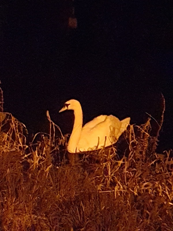 Mill Lane Manor Private Nursing Home photo 3