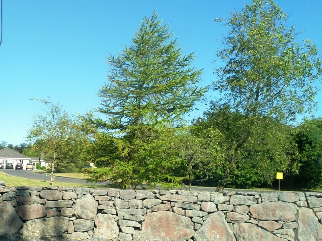 Moycullen Nursing Home photo 3