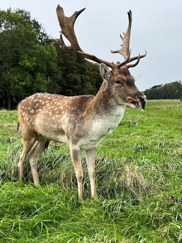 Phoenix Park Community Nursing Units