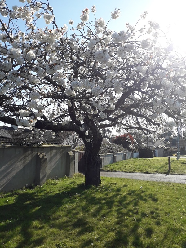 St Columban's Nursing Home